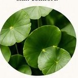 Green centella leaves